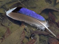 Feather.jpg
