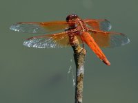 DragonFly.jpg