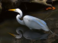 Heron.jpg