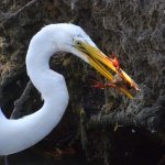 Heron4.jpg