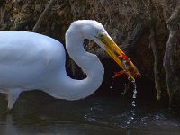 Heron2.jpg
