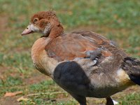 Goose.jpg