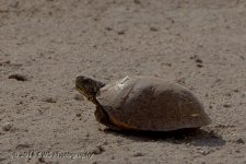 6-28-16-cr_D7K3816.jpg