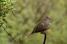 6-29-16-cr_D7K3818.jpg