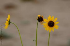 6-30-16-cr_D7K3820.jpg