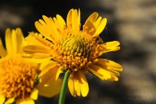 7-2-16-cr_DSC_4045.jpg
