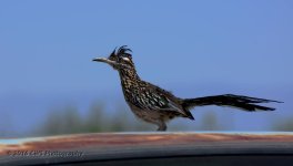 7-4-16-cr_D7K3832.jpg