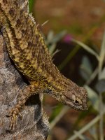 Lizard.jpg