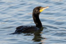 Cormorant-122.jpg