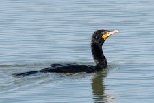 Cormorant-120.jpg