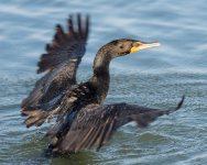 Cormorant-127.jpg