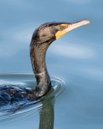 Cormorant-128.jpg