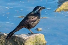 Grackle-120.jpg