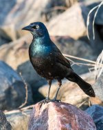 Grackle-121.jpg