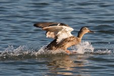 DuckLanding-100.jpg