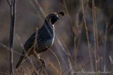 DSC_5809.jpg