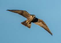DSC_7339.jpg