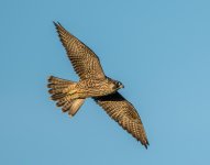 DSC_7340.jpg