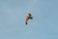 DSC_1510.jpg