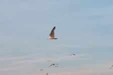 DSC_1513.jpg