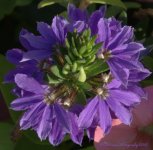 Purple Flower  7-7-2016.jpg