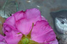 DSC_4386.jpg