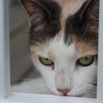 DSC_4387.jpg