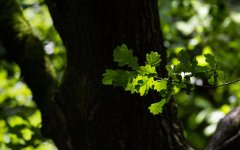 July 05, 2016-0084-Edit.jpg
