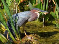 GreenHeron.jpg