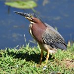 GreenHeron8.jpg