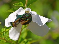 ScarabBeetles.jpg