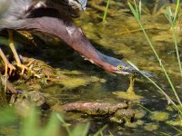 GreenHeron3.jpg