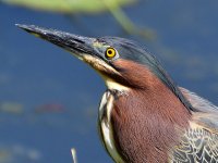 GreenHeron9.jpg