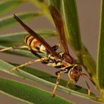 Wasp2.jpg