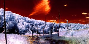 7-10-16 WinkLiz IR   1sm.jpg