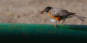 okotoks birds-0008.jpg