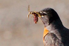 okotoks birds-0009.jpg
