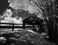7-10-16 WinkLiz IR   2BWsm.jpg
