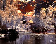 7-10-16 WinkLiz IR   4sm.jpg