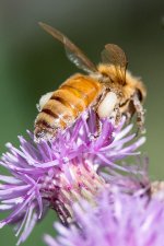 Beehind-100.jpg