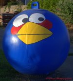 Blue Angry Bird 7-10-2016.jpg