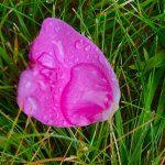 DSC_4410 - copie.jpg