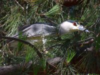 BlackHeron.jpg