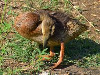Ducks2.jpg