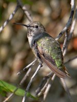Hummer3.jpg