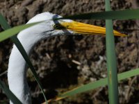Egret8.jpg