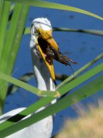 Egret3.jpg