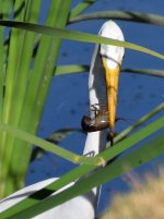 Egret2.jpg