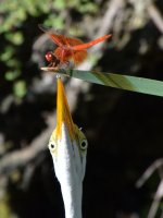 Egret9.jpg