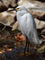 Egret14.jpg